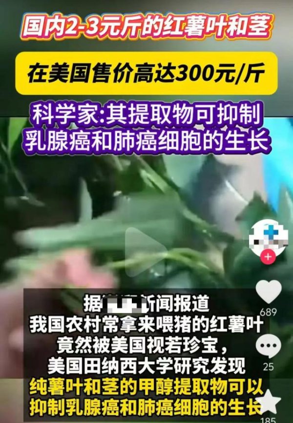 全国配资炒股门户 这种不起眼的“喂猪菜”，在美国卖到 300 元一斤！竟然还抢疯了……